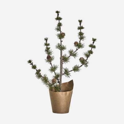 Zedernbäumchen |  Grün | 50 cm | House Doctor