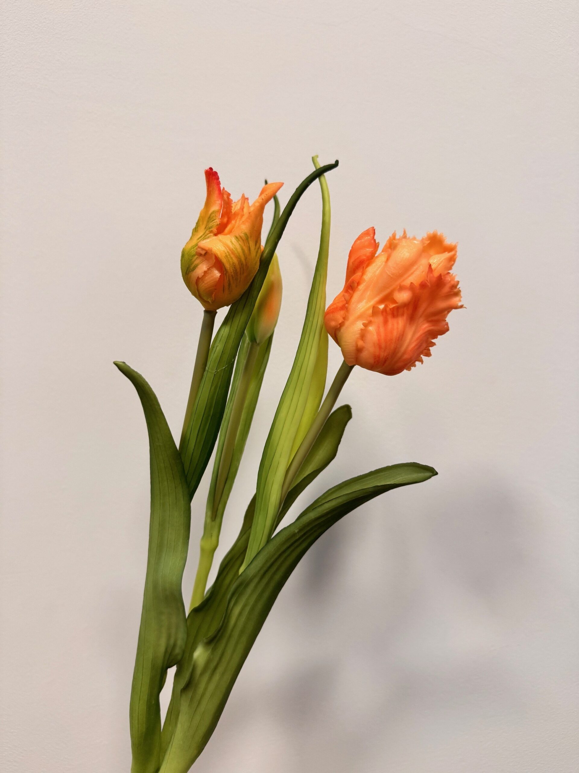 Bund Papageien Tulpen | Apricot