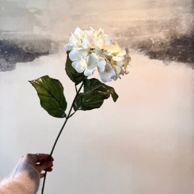 Hortensie | weiß