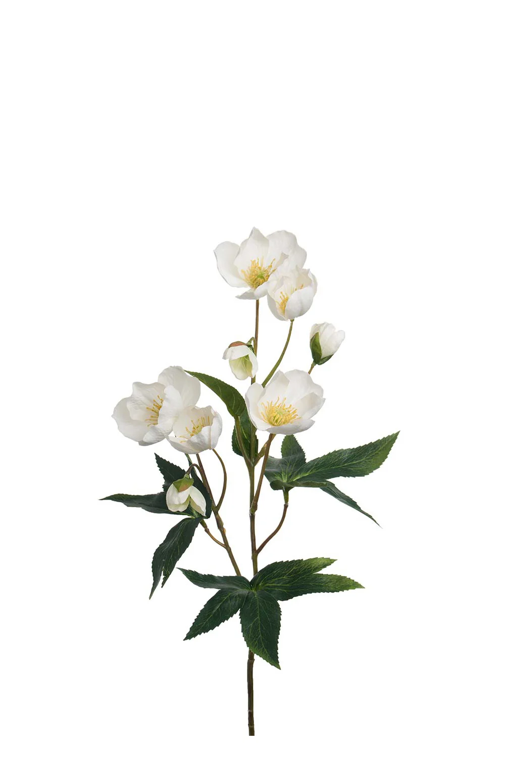 Weiße künstliche Christrose im Interior