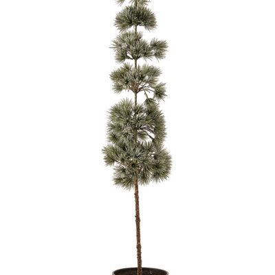Künstlicher Kiefernbaum mit Schneeoptik 80 cm